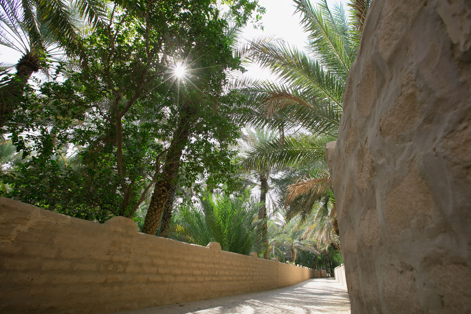 Stroll through Al Ain Oasis
